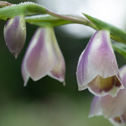 Gladiolus Types, Gladiolus Varieties, Gladiolus Grandiflora, Gladiolus Nanus, Gladiolus communis